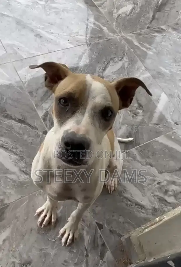 1+ Year Female Purebred American Pit Bull Terrier - 1