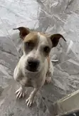 1+ Year Female Purebred American Pit Bull Terrier - 1
