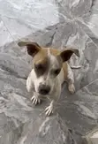 1+ Year Female Purebred American Pit Bull Terrier - 2