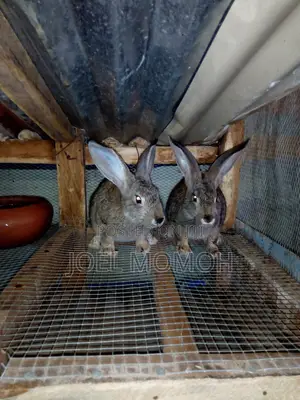 Chinchilla Rabbits - 2 Females