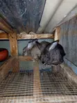 Chinchilla Rabbits - 2 Females - 2