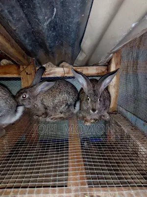Chinchilla Rabbits - 2 Females