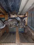 Chinchilla Rabbits - 2 Females - 3