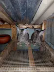 Chinchilla Rabbits - 2 Females - 4
