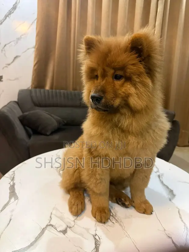 Kare/Yarinya Chow Chow Mai Tsarki, Watan 1-3 - 1