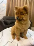 Kare/Yarinya Chow Chow Mai Tsarki, Watan 1-3 - 1