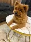 Kare/Yarinya Chow Chow Mai Tsarki, Watan 1-3 - 2