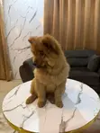 Kare/Yarinya Chow Chow Mai Tsarki, Watan 1-3 - 3