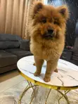 Kare/Yarinya Chow Chow Mai Tsarki, Watan 1-3 - 4