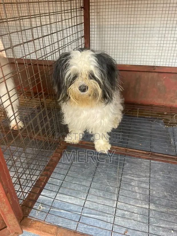 Purebred Lhasa Apso Female, 6-12 Months - 1