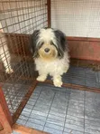 Mace Lhasa Apso Mai Tsarki, Watanni 6-12 - 1