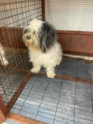 Mace Lhasa Apso Mai Tsarki, Watanni 6-12