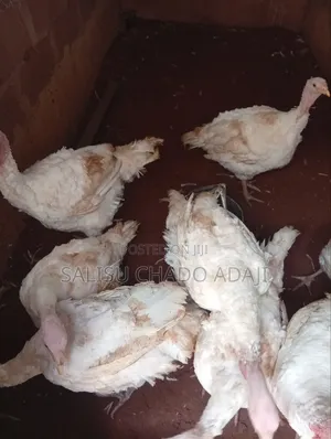 Adult Turkeys for Sale - Hybrid & Local