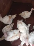 Adult Turkeys for Sale - Hybrid & Local - 1