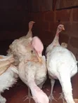 Adult Turkeys for Sale - Hybrid & Local - 2