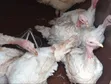 Adult Turkeys for Sale - Hybrid & Local - 3