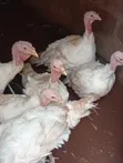 Adult Turkeys for Sale - Hybrid & Local - 4