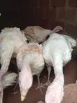 Adult Turkeys for Sale - Hybrid & Local - 5