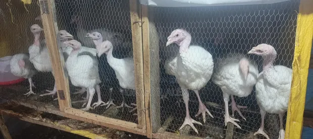 Foreign and Local Turkeys for Sale - 1