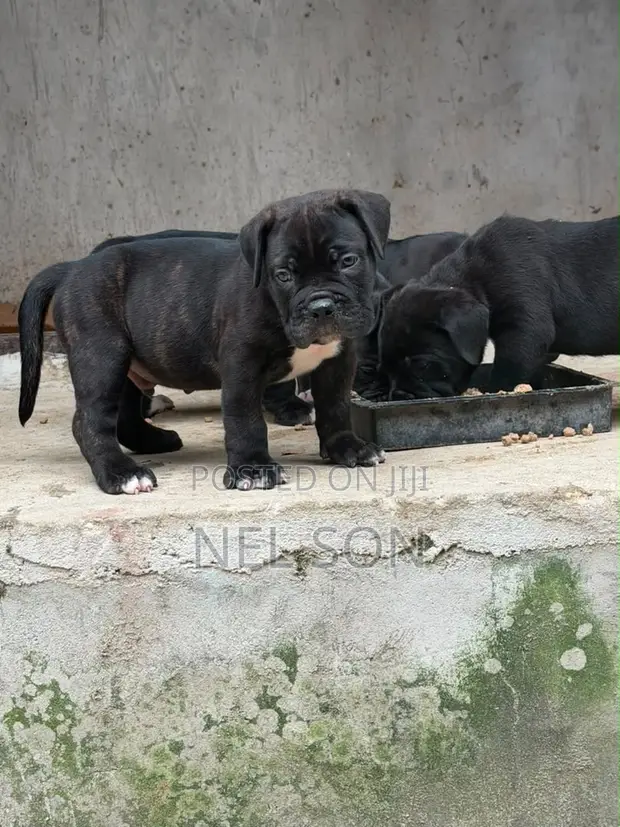 Purebred Cane Corso Male Puppy (1-3 Months) - 1