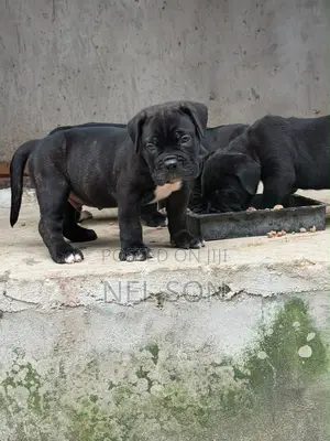 Purebred Cane Corso Male Puppy (1-3 Months)