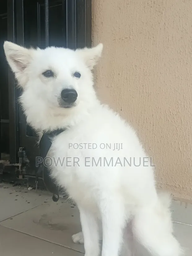 3-6 Month Male Purebred American Eskimo Puppy - 1