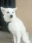 Kare American Eskimo Namiji Mai Wata 3-6 - 1