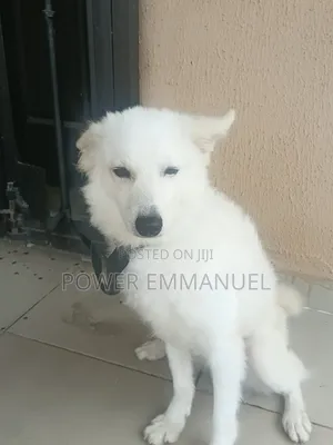 Kare American Eskimo Namiji Mai Wata 3-6
