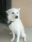 Kare American Eskimo Namiji Mai Wata 3-6 - 3