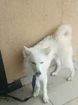 Kare American Eskimo Namiji Mai Wata 3-6 - 5