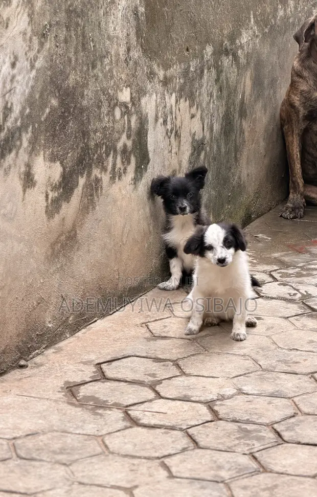 Lhasa Apso Mai Gauraye Mace, Watan 3-6 - 1