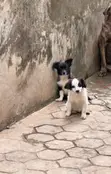 Lhasa Apso Mai Gauraye Mace, Watan 3-6 - 1