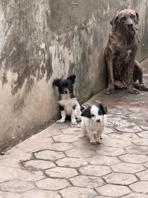 Lhasa Apso Mai Gauraye Mace, Watan 3-6