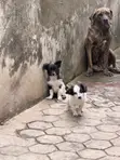 Lhasa Apso Mai Gauraye Mace, Watan 3-6 - 2