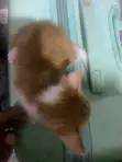 Male American Shorthair Kitten (1-3 Months) - 1