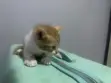 Male American Shorthair Kitten (1-3 Months) - 2