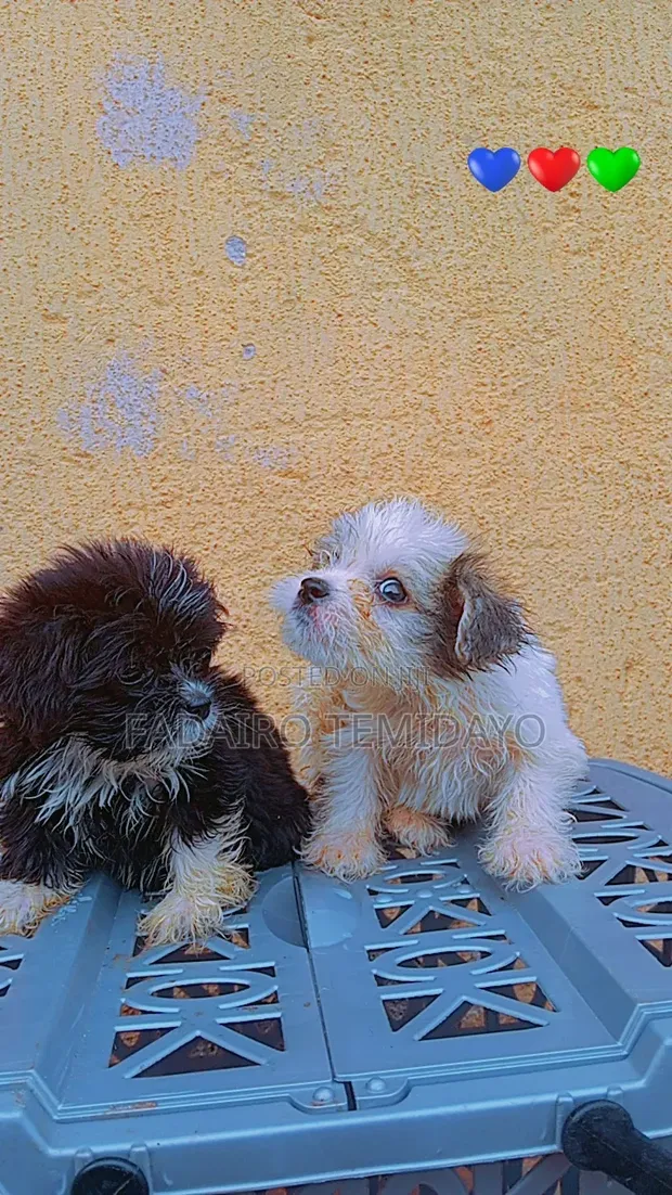 Purebred Lhasa Apso Puppy, 1-3 Months Old - 1