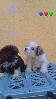 Zuriar Lhasa Apso Mai Tsarki, Watan 1-3 - 1