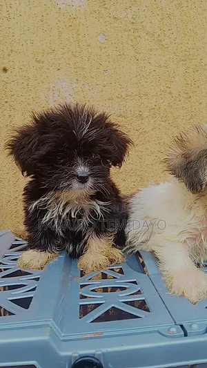 Zuriar Lhasa Apso Mai Tsarki, Watan 1-3