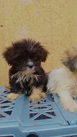 Zuriar Lhasa Apso Mai Tsarki, Watan 1-3 - 2