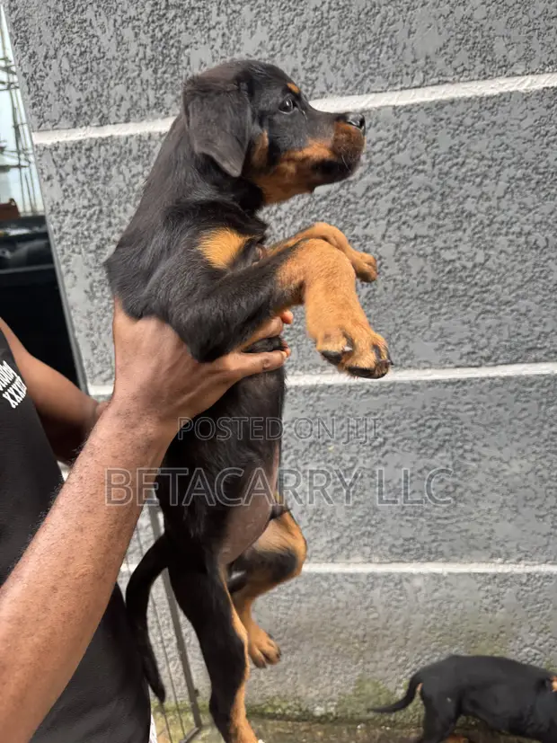 Rottweiler Zuri, 'Yaro, Wata 4 - 1