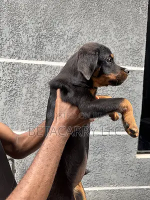 Rottweiler Zuri, 'Yaro, Wata 4