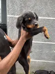 Rottweiler Zuri, 'Yaro, Wata 4 - 3