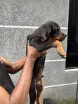 Rottweiler Zuri, 'Yaro, Wata 4 - 4