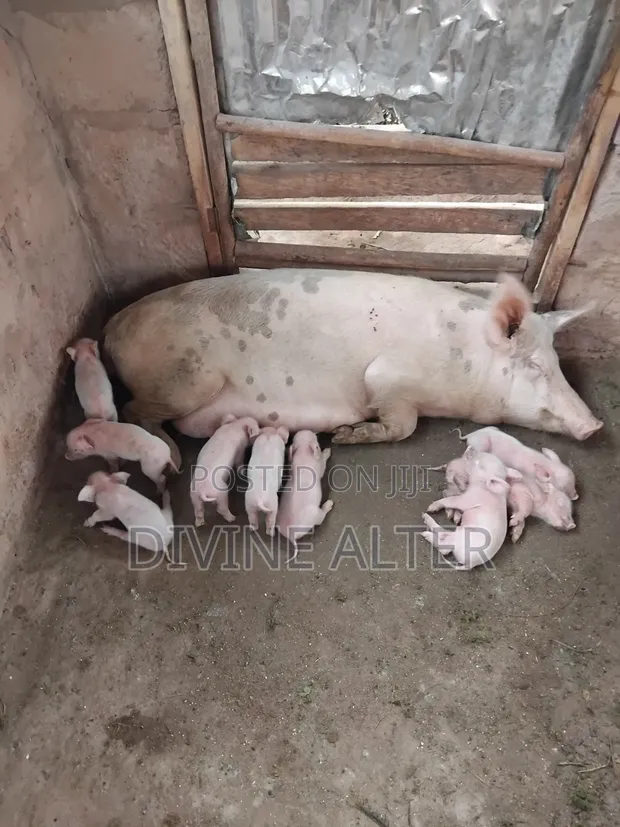 Matured Pigs for Breeding and Sale - 1