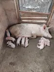 Matured Pigs for Breeding and Sale - 1