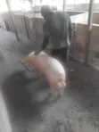 Matured Pigs for Breeding and Sale - 2