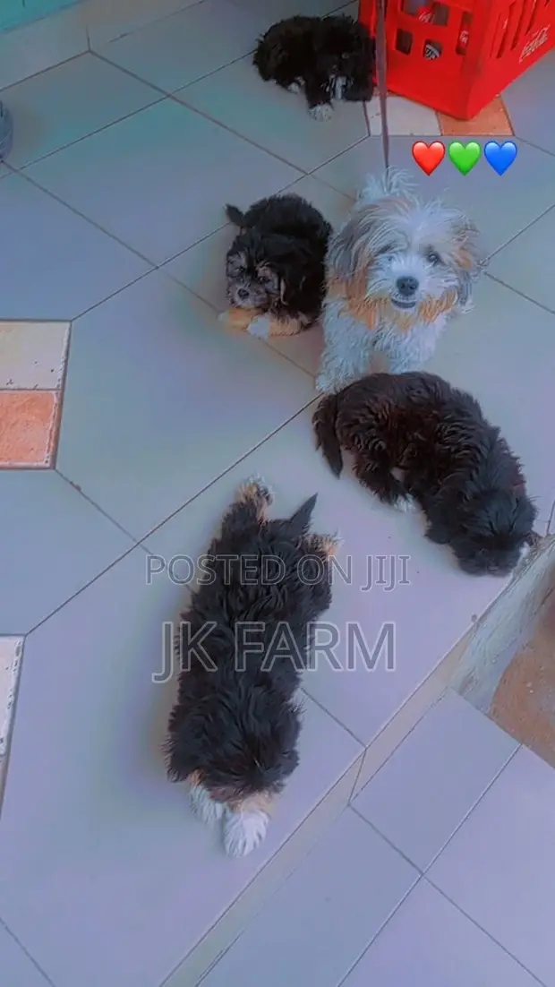Female Lhasa Apso Puppy, 1-3 Months Old - 1