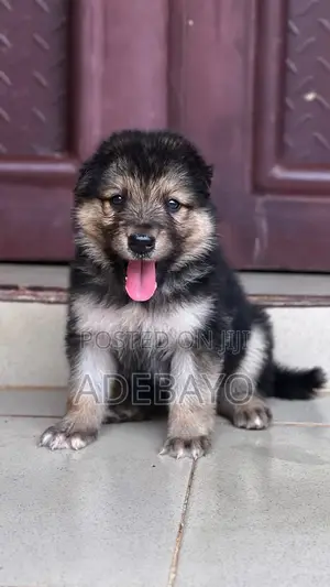 German Shepherd Yar'auta Mai Tsarki, Wata 1-3 Da Haihuwa