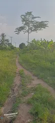 50+ Acres Farmland for Sale, Ogun State - 3